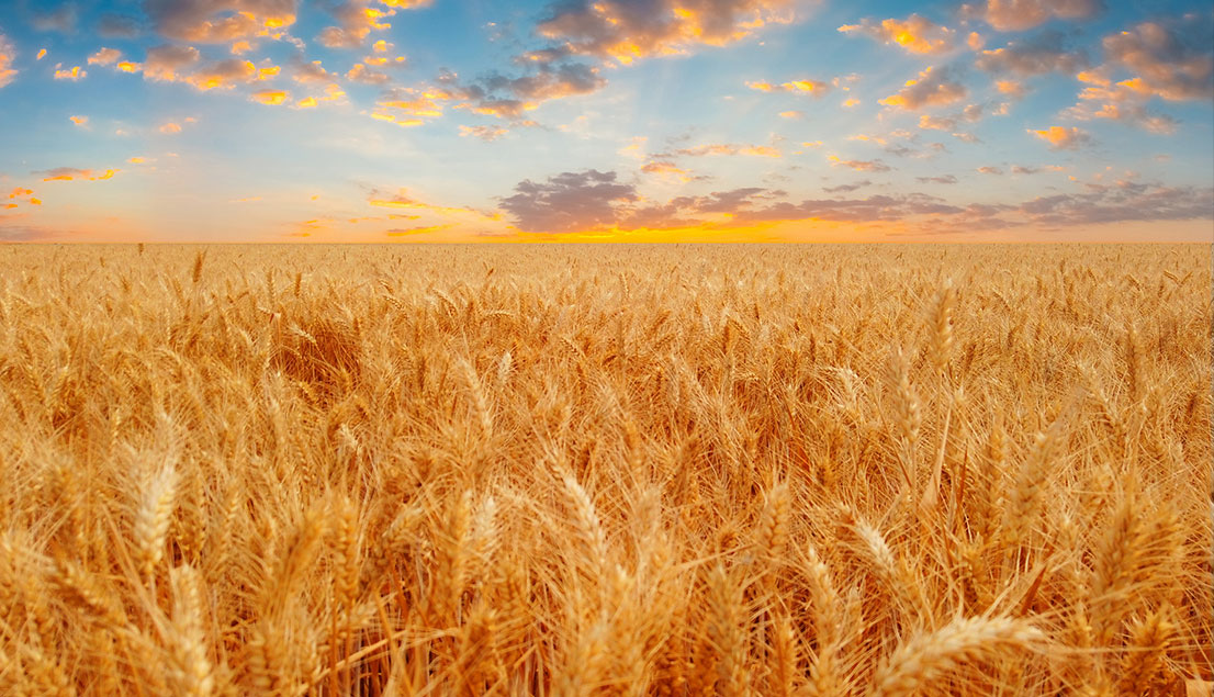 888�ڲ���-����Ϊ��,רҵ����